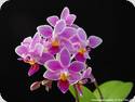 Phal. equestris Fragrance